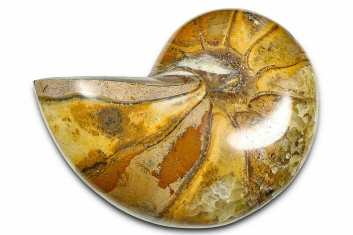 Polished Fossil Nautilus (Cymatoceras) - Madagascar #378974
